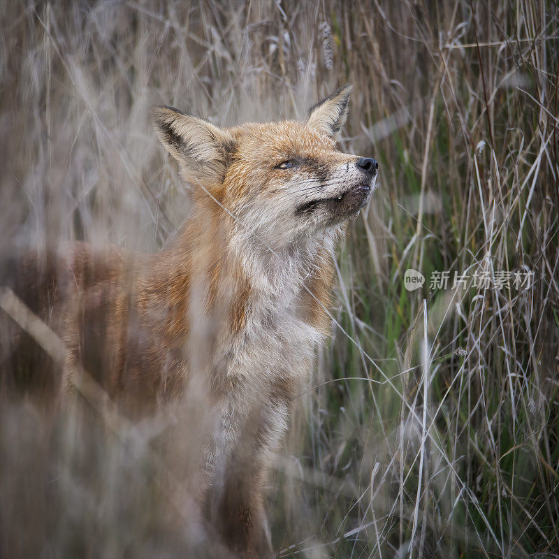 红狐(Vulpes Vulpes)